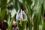 White troutlily <BR>White fawnlily